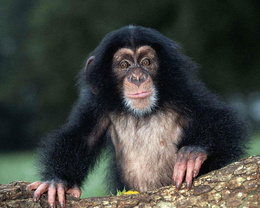 3d обои Шимпанзе на дереве  обезьяны