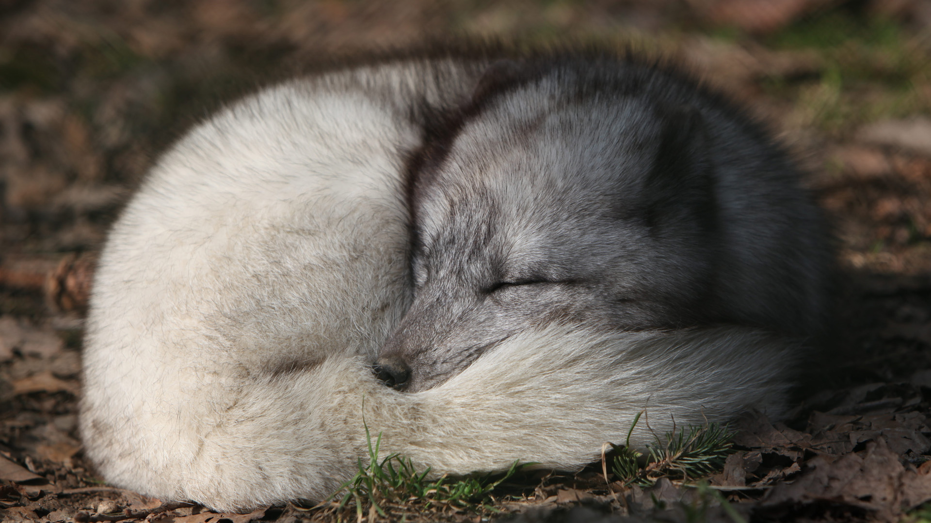 3d обои Спящая арктическая лиса  лисы # 51159