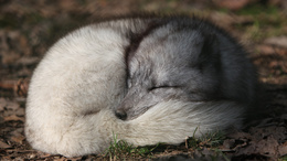 3d обои Спящая арктическая лиса  лисы