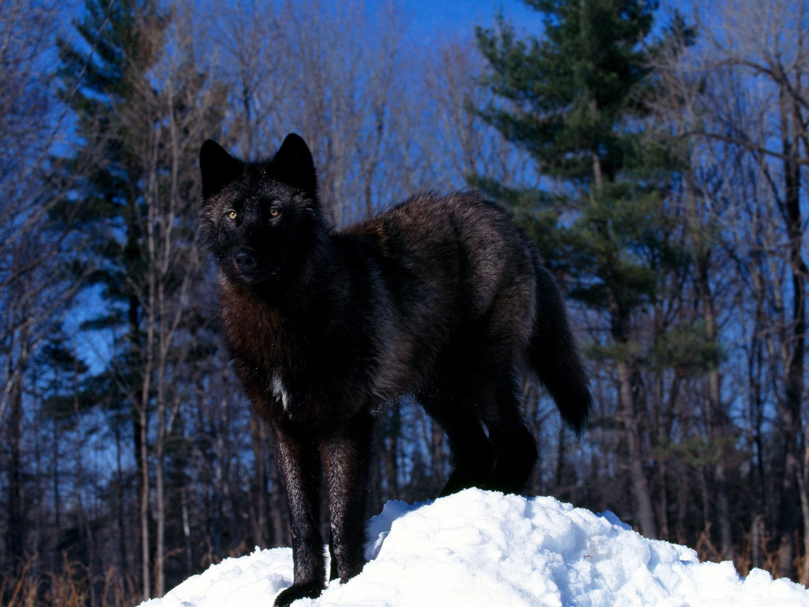 3d обои Красавец чёрный волк  волки # 23320