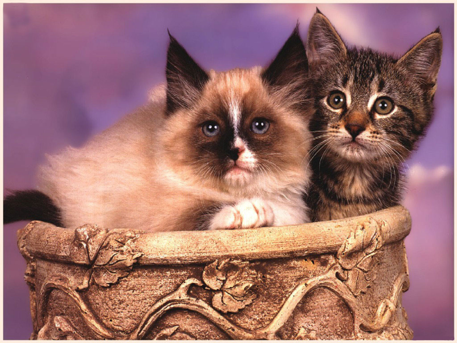 3d обои Забавные котята в корзине  кошки # 45582
