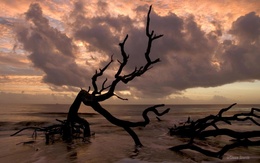 3d обои После шторма на берег моря выбросило искорёженные трупы деревьев  море
