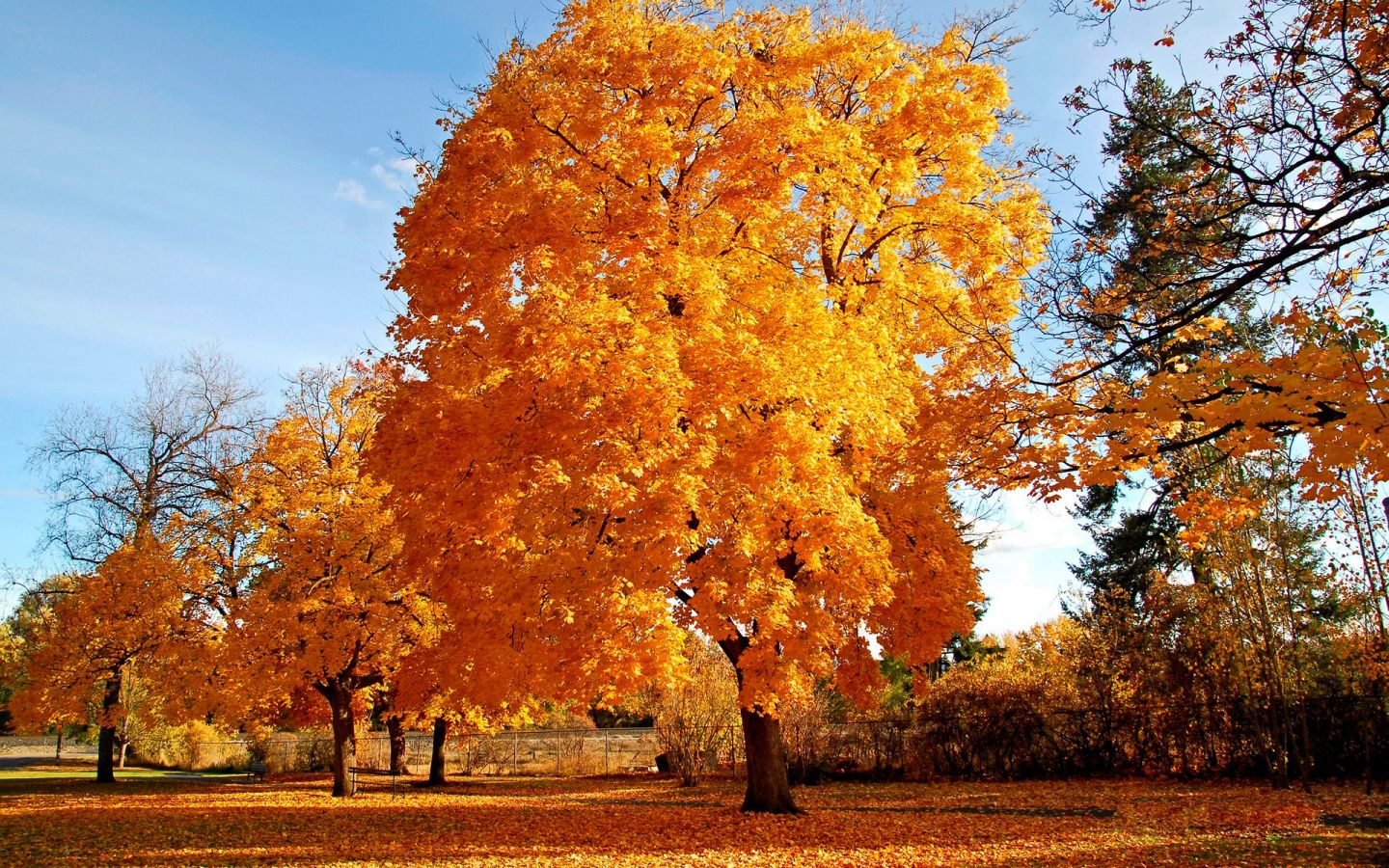 3d обои Осень-голубое небо, деревья в красивом убранстве  1440х900 # 4969