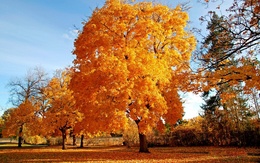 3d обои Осень-голубое небо, деревья в красивом убранстве  лес