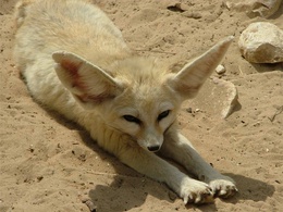 3d обои Песчаная лисичка лежит на песке  лисы