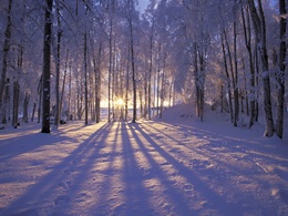 3d обои Солнце пробивается сквозь зимний лес  лес