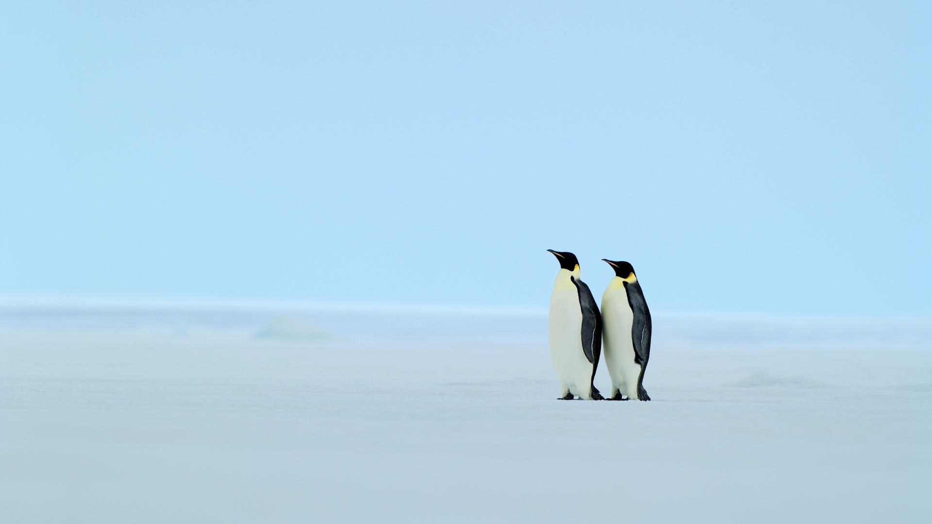 3d обои Пара пингвинов  зима # 40732
