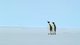 3d обои Пара пингвинов  зима