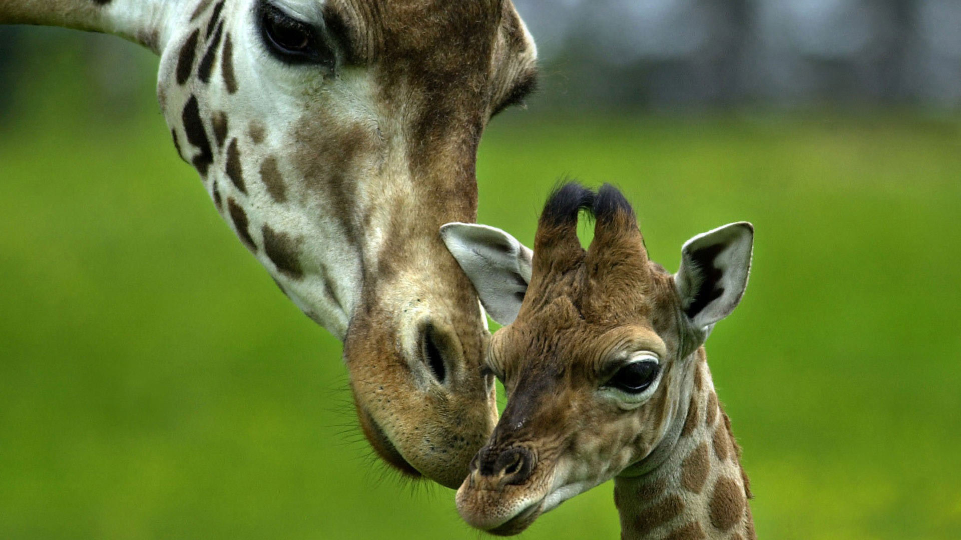 3d обои Мама жираф склонилась к своему ребёнку  1920х1080 # 9144