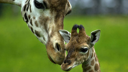 3d обои Мама жираф склонилась к своему ребёнку  жирафы