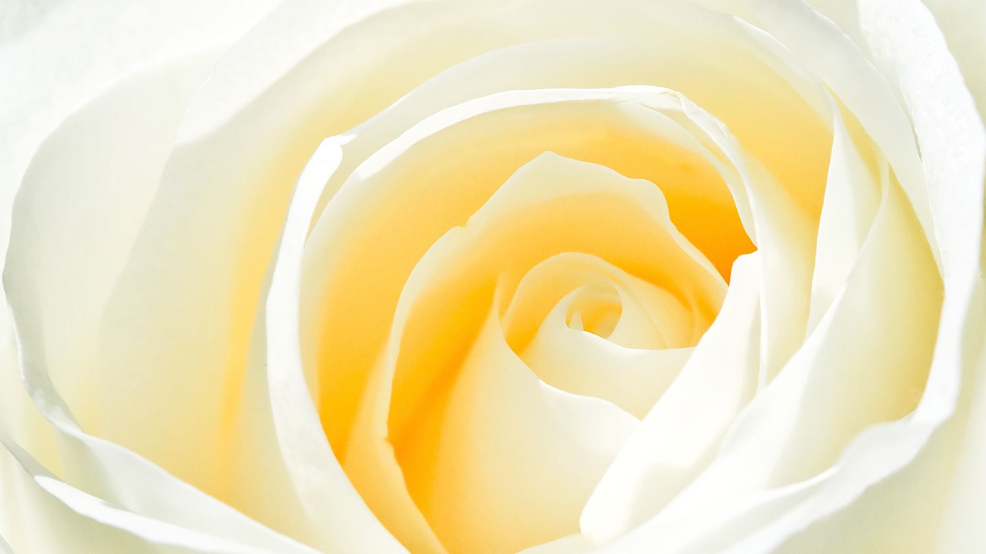 3d обои Белая роза  макро # 52274