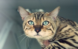 3d обои Необычная кошка с красивыми глазами  кошки