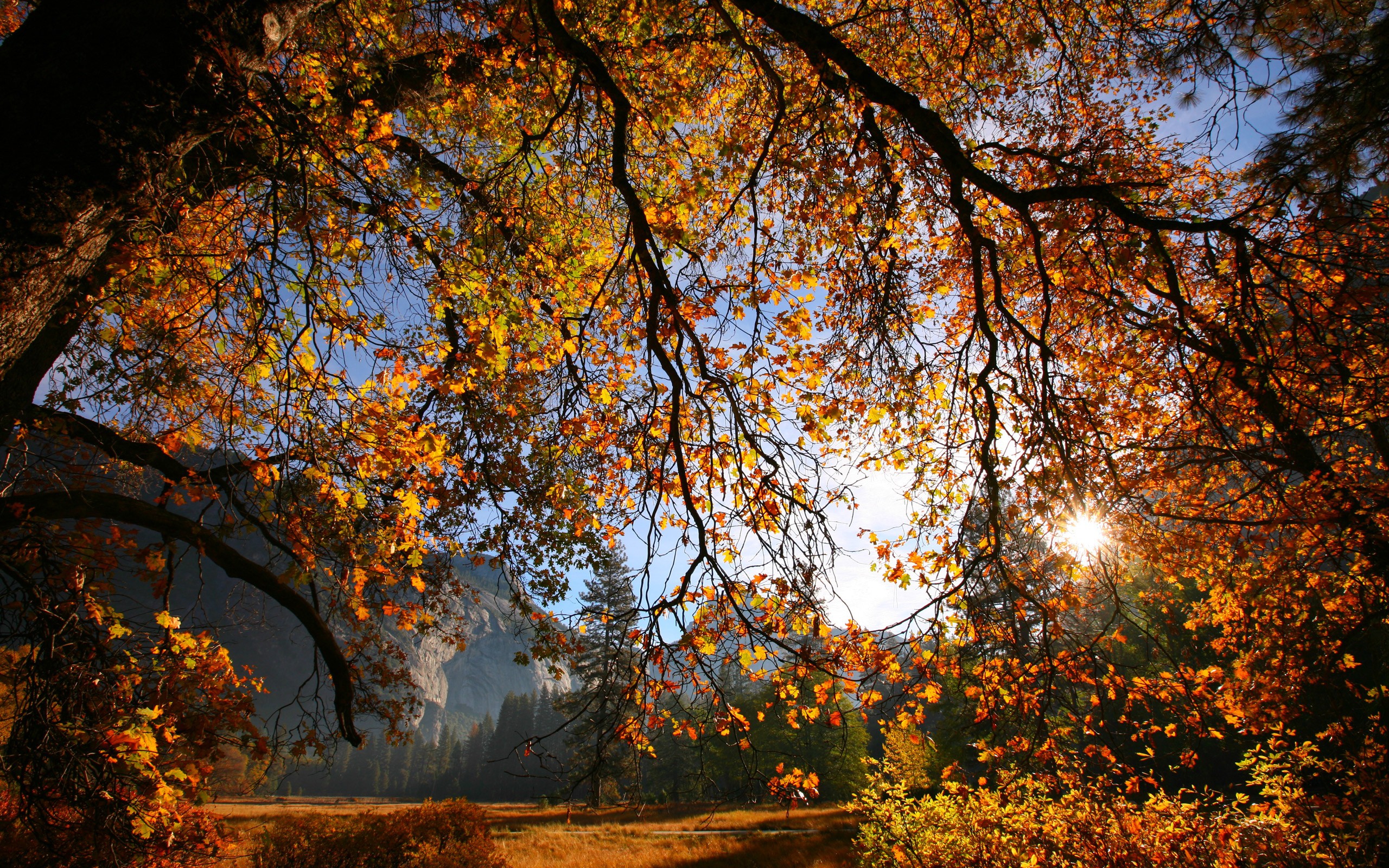 3d обои Осенний лес  солнце # 81540