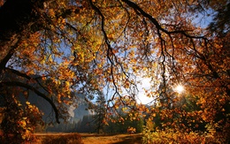 3d обои Осенний лес  солнце