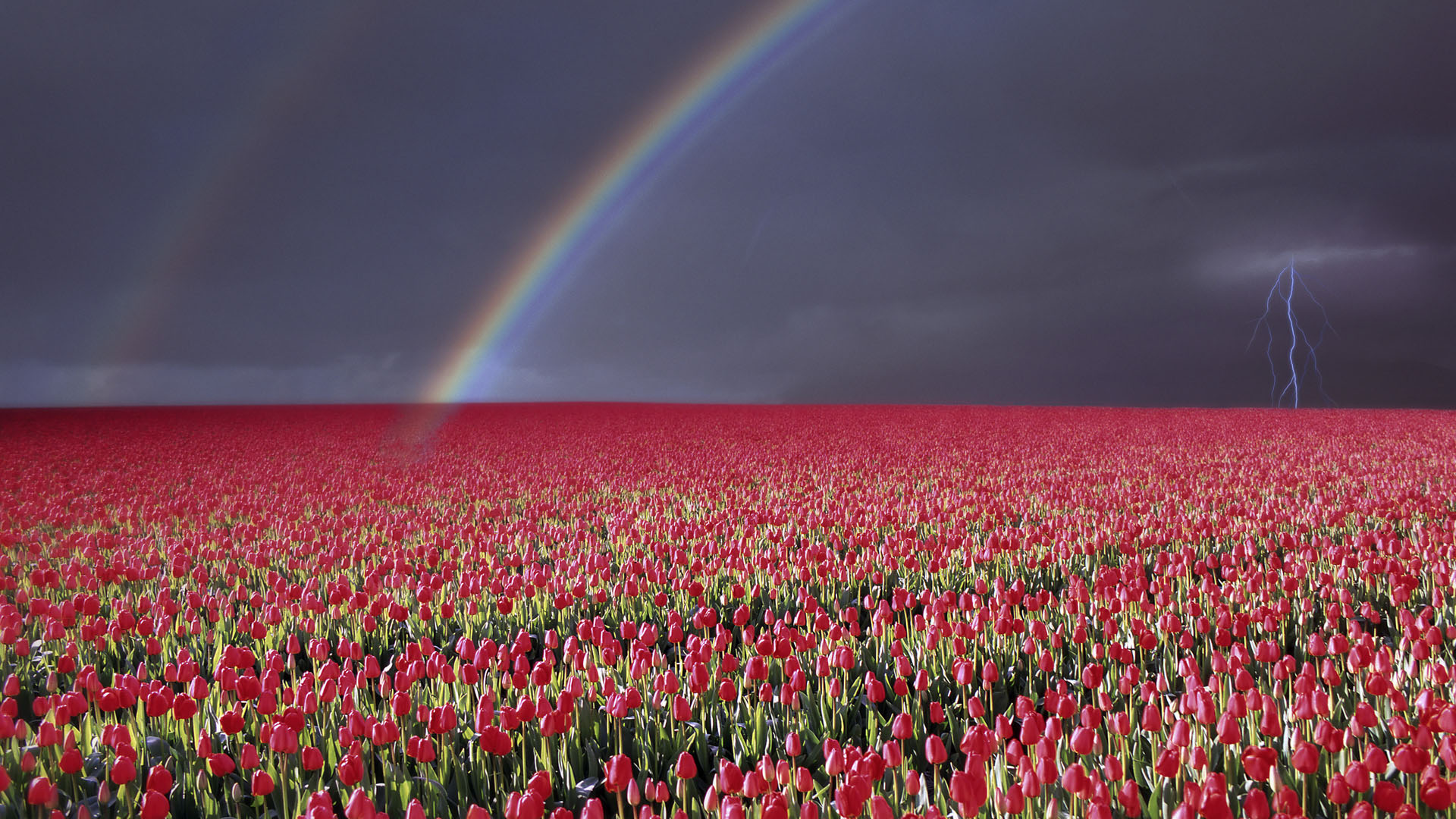 3d обои Радуга и молния над полем тюльпанов  цветы # 86159