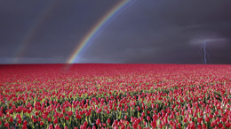 3d обои Радуга и молния над полем тюльпанов  цветы