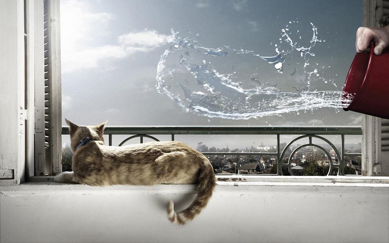 3d обои Кот смотрит как хозяин выливает воду из ведра  капли # 44152