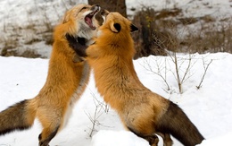 3d обои Лисицы дерутся  лисы