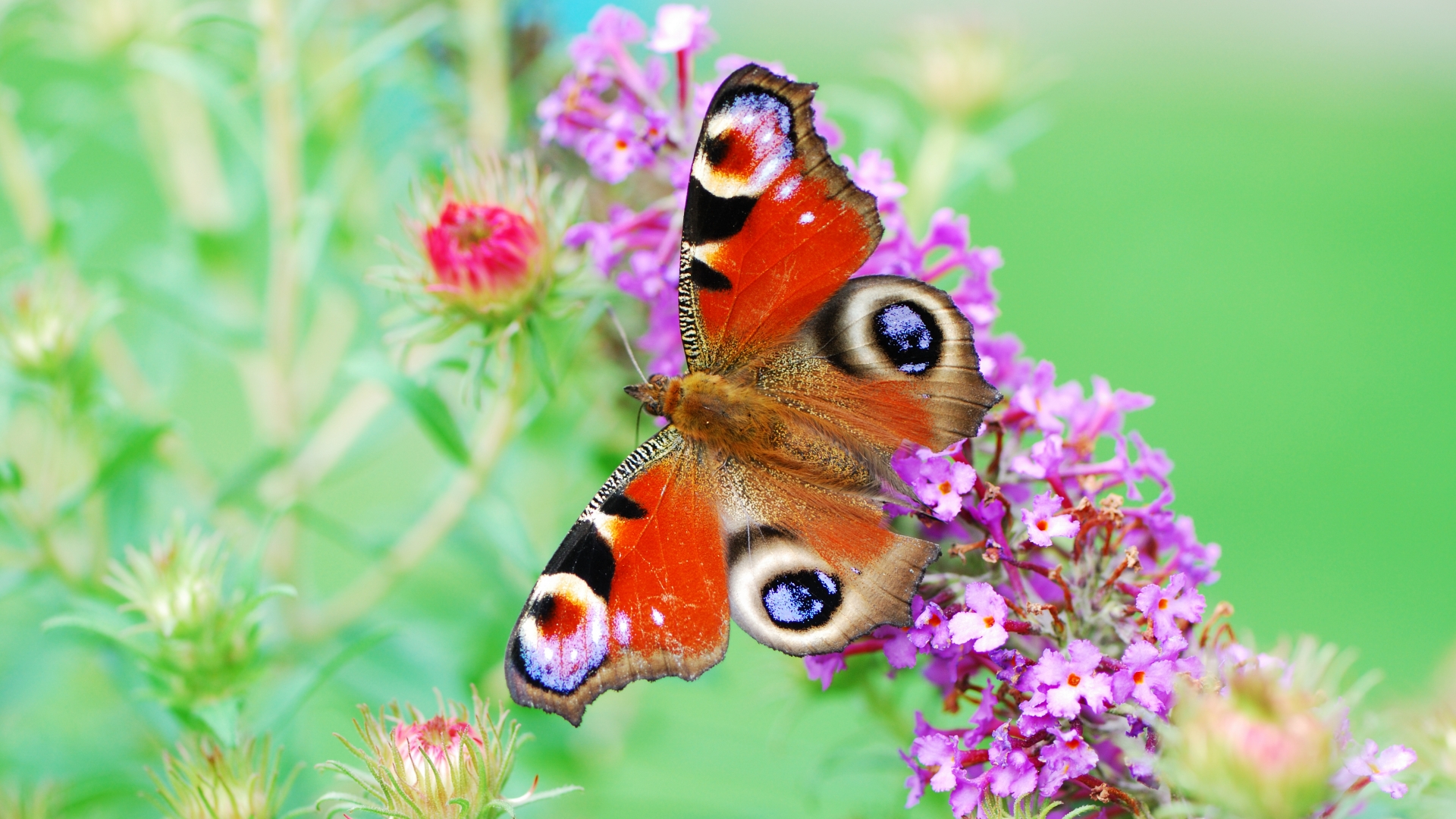 3d обои Красивая бабочка на цветке  насекомые # 59790