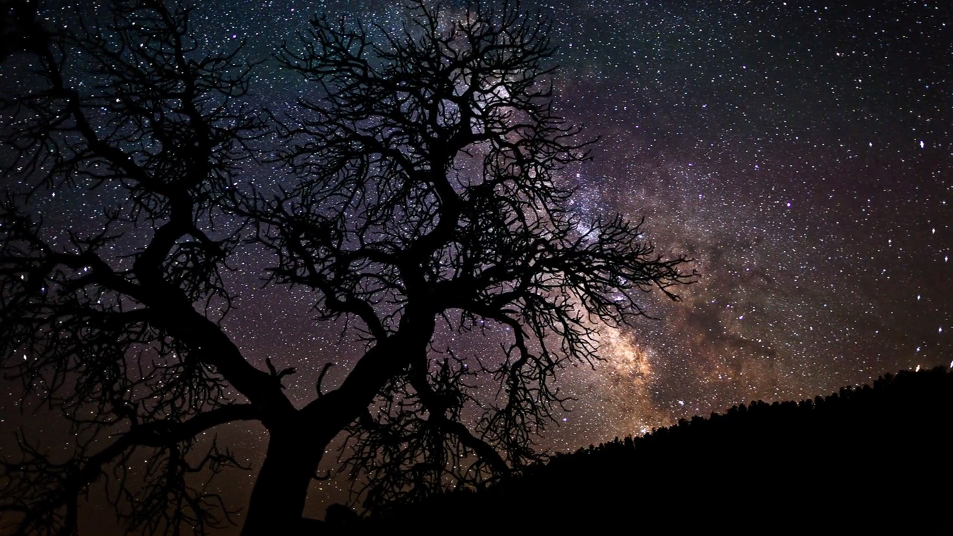 3d обои Дерево и звездное небо  ночь # 67361