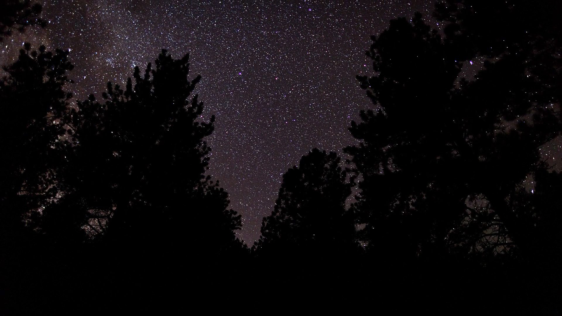 3d обои Деревья и звездное небо  ночь # 67360