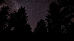 3d обои Деревья и звездное небо  ночь