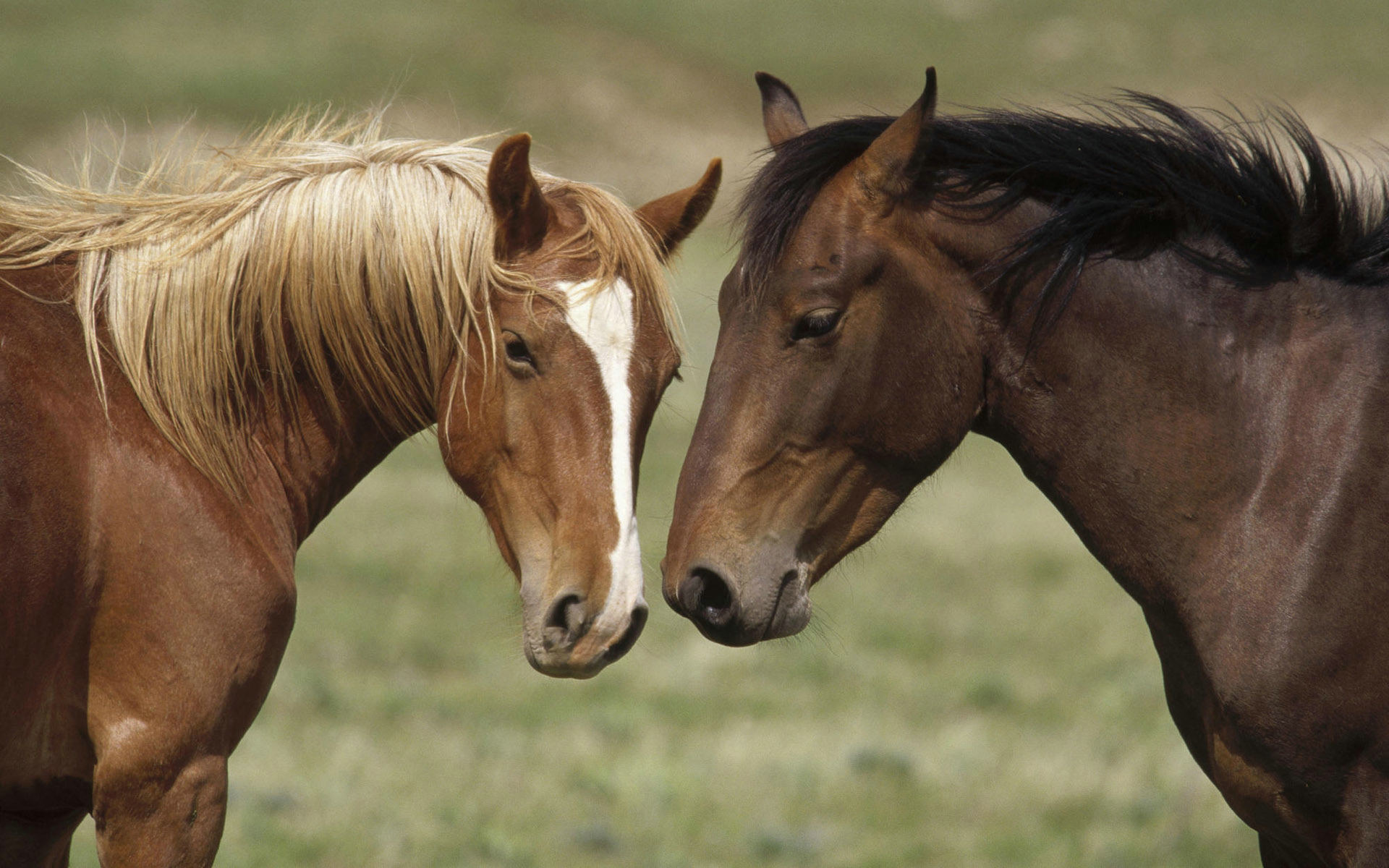 3d обои Пара лошадей стоит друг другу мордой  лошади # 51192