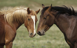 3d обои Пара лошадей стоит друг другу мордой  лошади