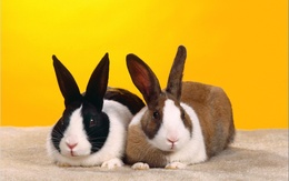 3d обои Чёрно-белый и рыже-белый кролики  кролики