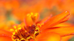3d обои Красивый оранжевый цветок  макро