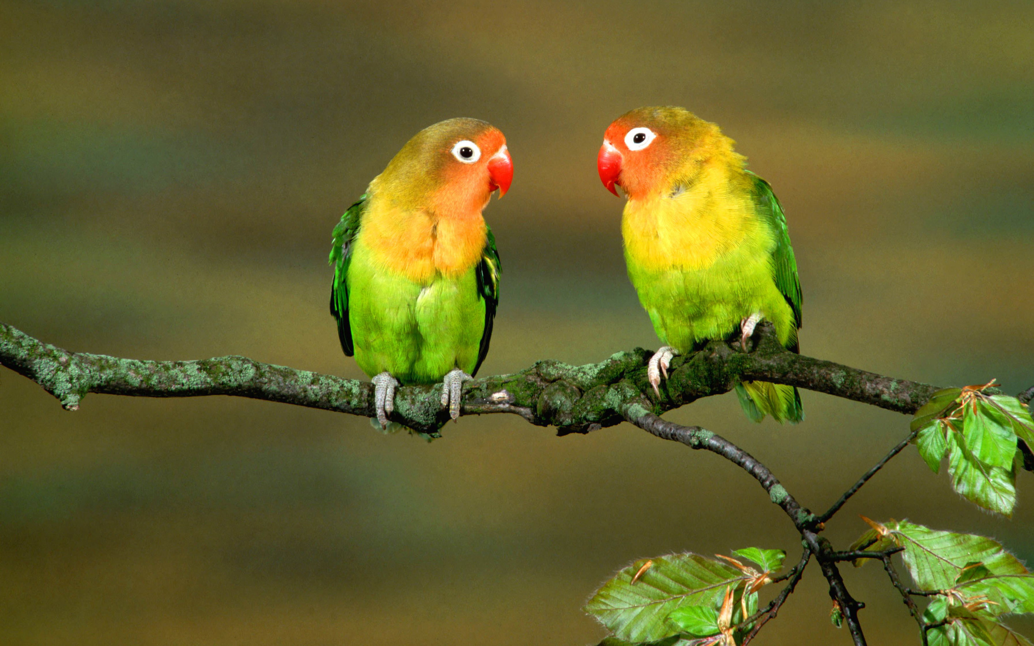 3d обои Два попугайчика сидят на ветке дерева  3584х2240 # 17333