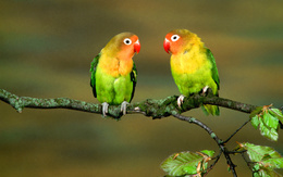3d обои Два попугайчика сидят на ветке дерева  3584х2240