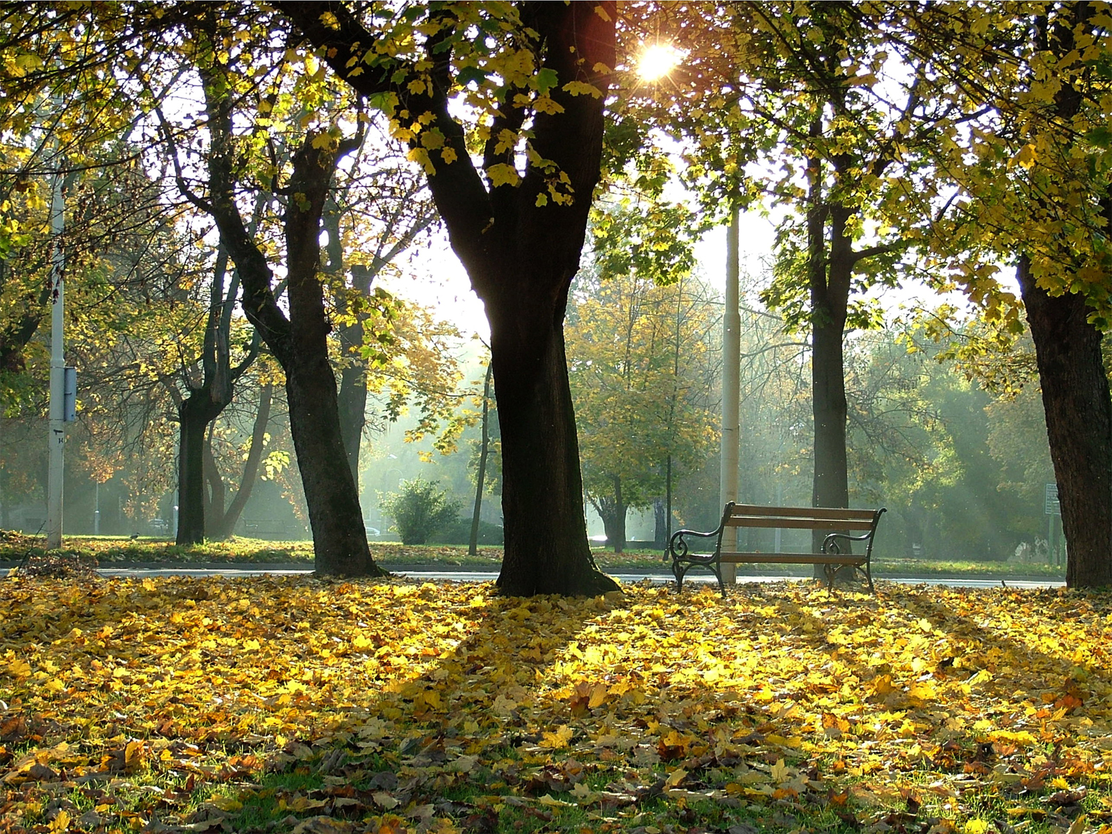 3d обои Осень в парке  листья # 50767