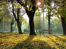 3d обои Осень в парке  листья