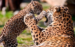 3d обои Игры леопардов  леопарды