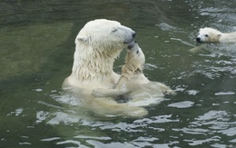 3d обои Семейство белых медведей  вода