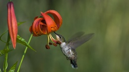 3d обои Калибри собирает нектар с цветка  птицы