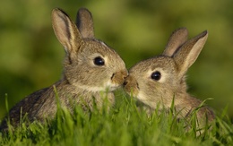 3d обои Зайчики  кролики
