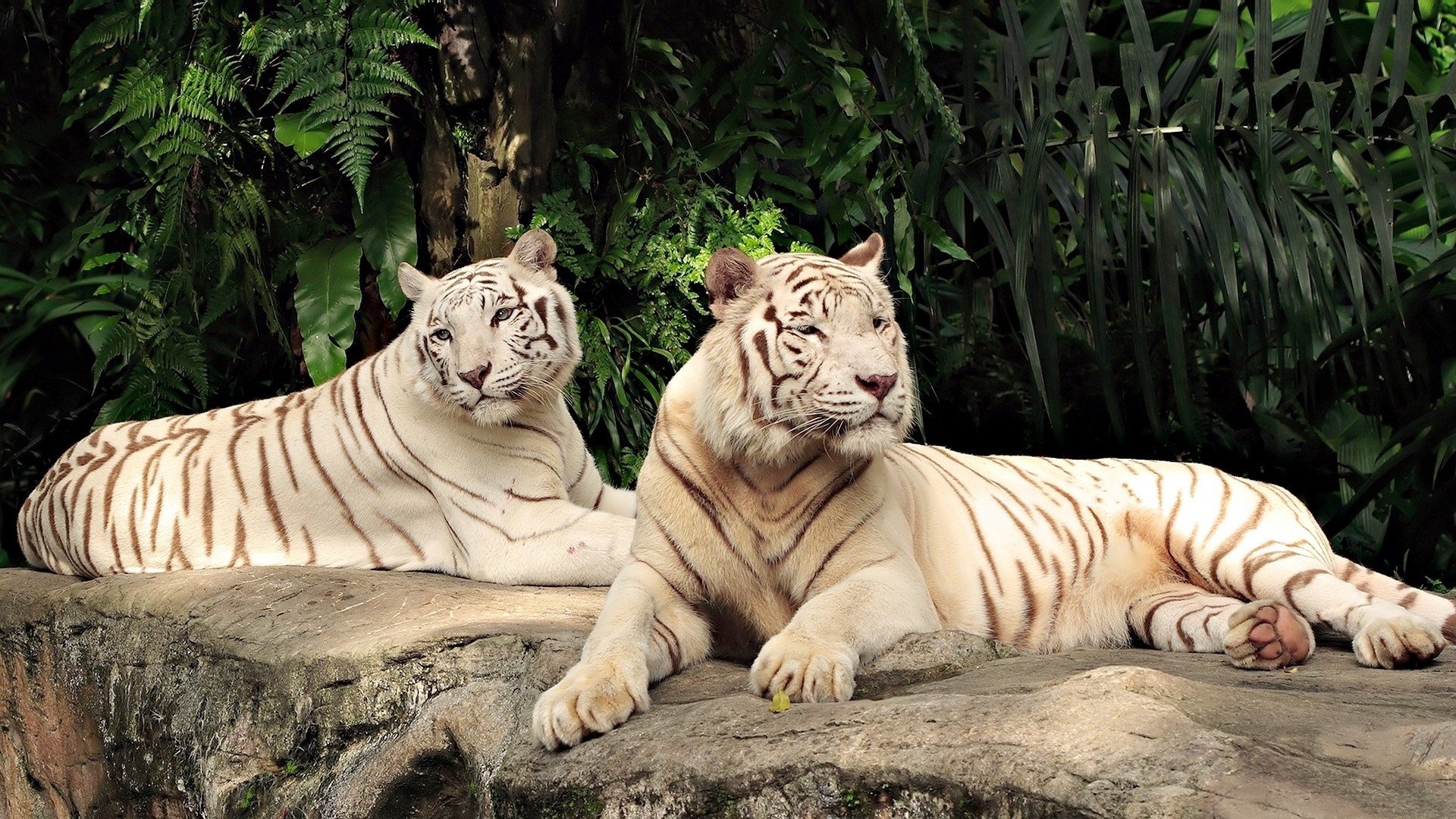 3d обои Белые тигры на отдыхе  деревья # 31935
