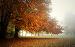 3d обои Осенний парк  листья