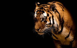 3d обои Тигр на темном фоне  тигры