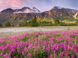 3d обои Горный пейзаж позади розовых цветов  природа