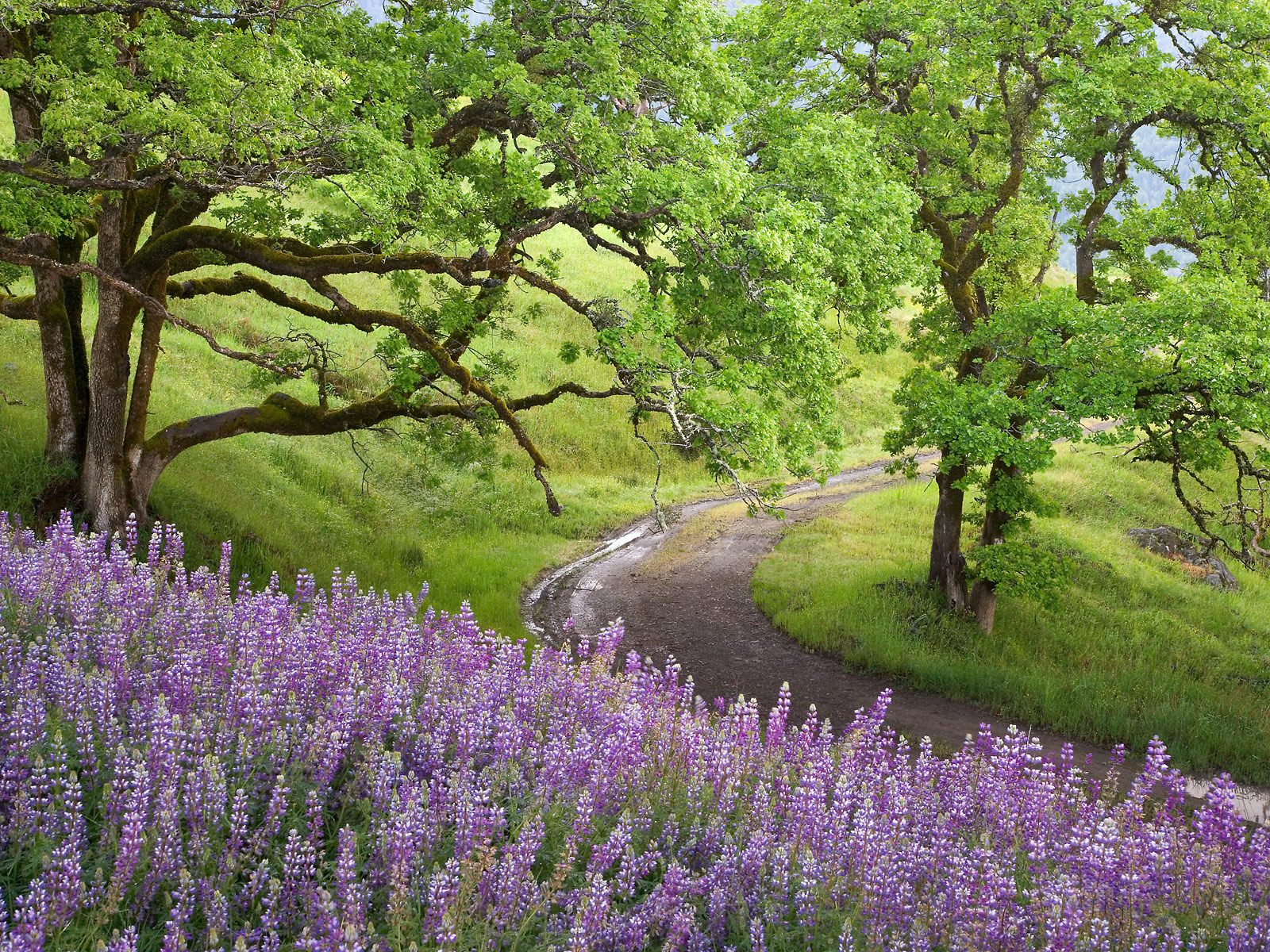 3d обои Дорога поворачивает возле поляны с фиолетовыми цветами  деревья # 31928