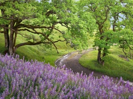 3d обои Дорога поворачивает возле поляны с фиолетовыми цветами  деревья