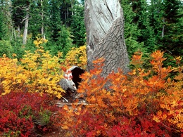 3d обои Разноцветная листва окружает ствол дерева  листья