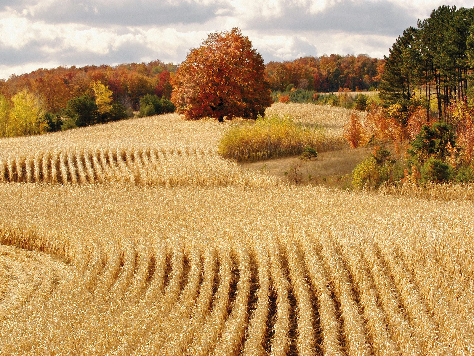 3d обои Осень, пшеничное поле  деревья # 31923