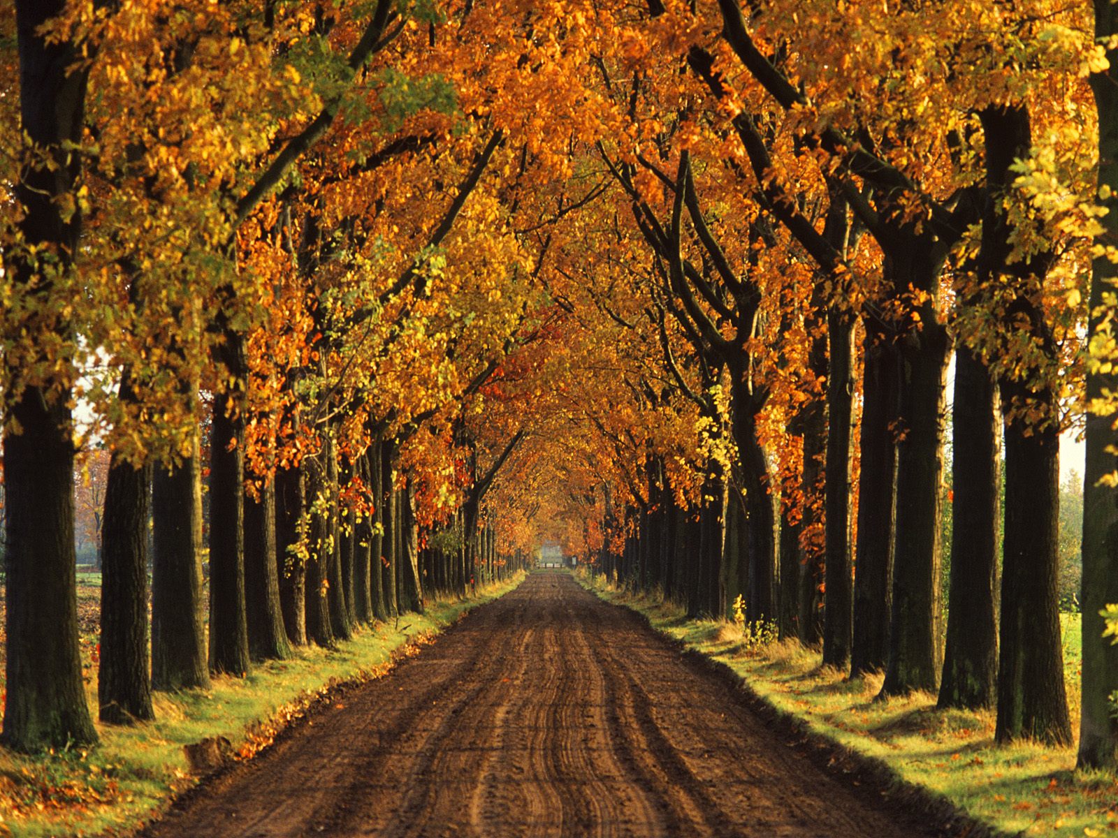 3d обои Осенние деревья растут вдоль длинной дороги  красивые # 46706