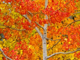 3d обои Осенняя оранжево-желтая листва  листья