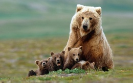 3d обои Семейство бурых медведей  медведи