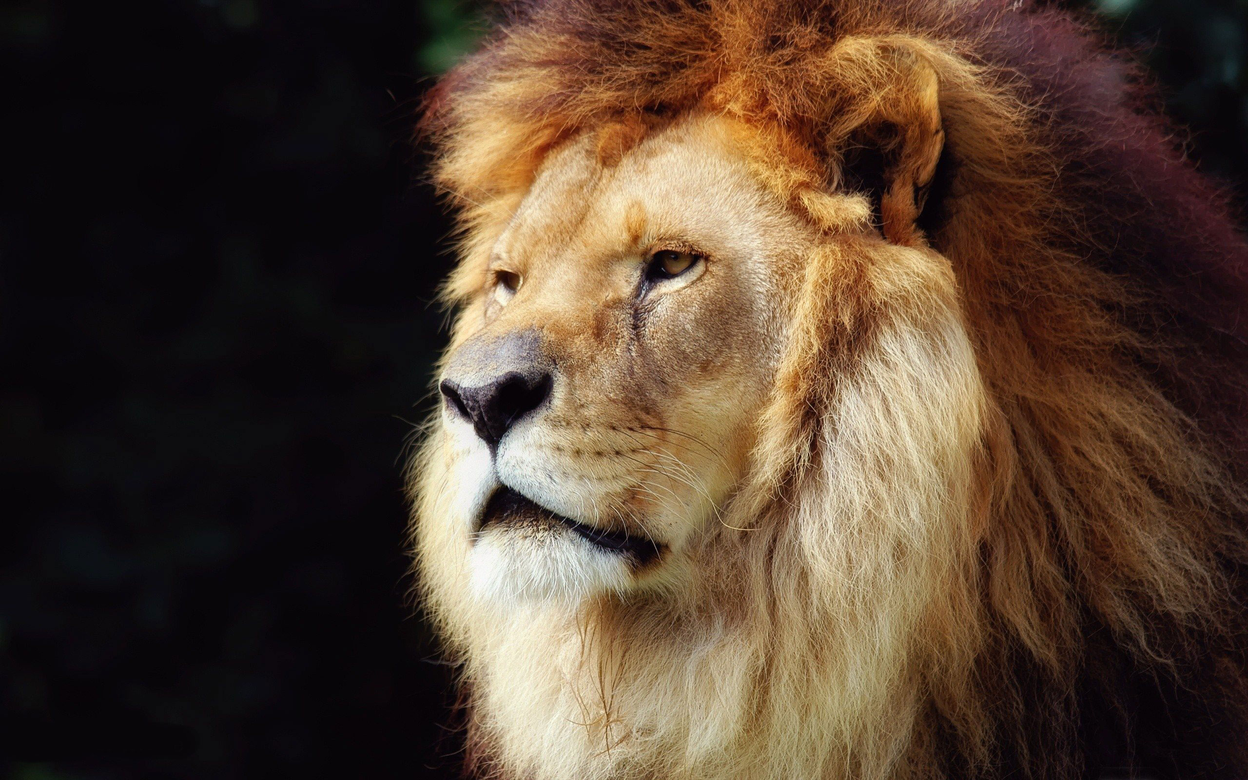 3d обои Лев-царь зверей  львы # 51567